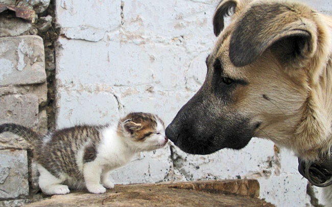 dog