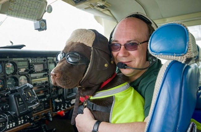 pilot Dog
