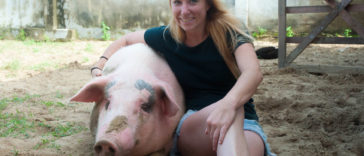 American non-profit rescue shelter, 'Vietnam Animal Aid and Rescue' member saves a pig from butcher and he is now living a good life