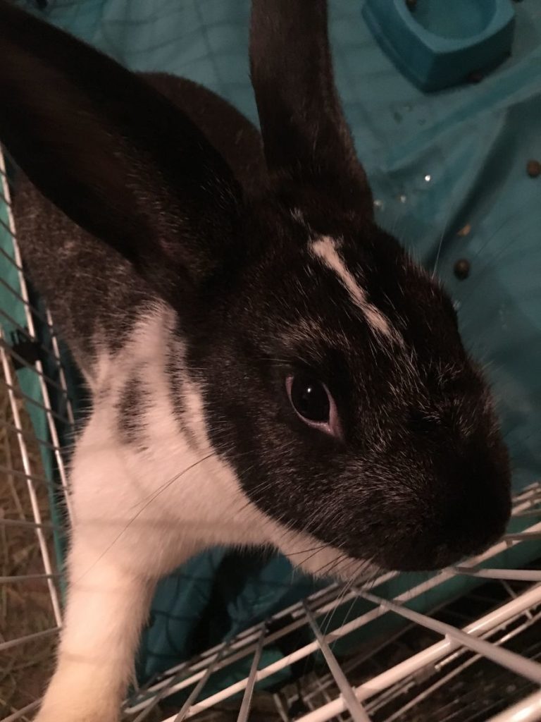 Emily, a 17 years old teen runs a small animal rescue for over sixty animals