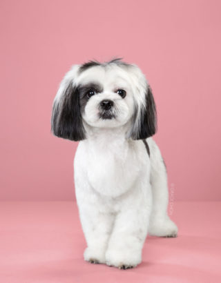 Amazing pictures of Dogs before and after Japanese Grooming - Love Your ...