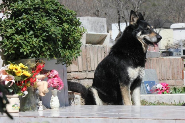 Mourning dog
