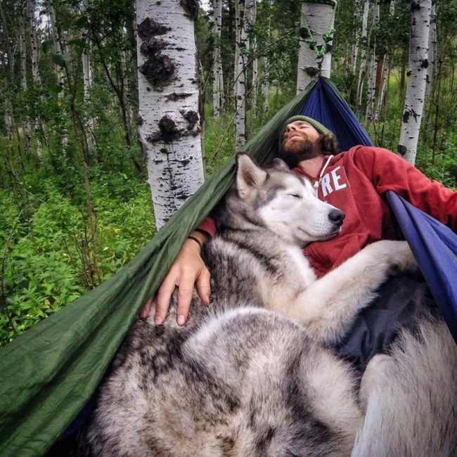 Nomadic dog