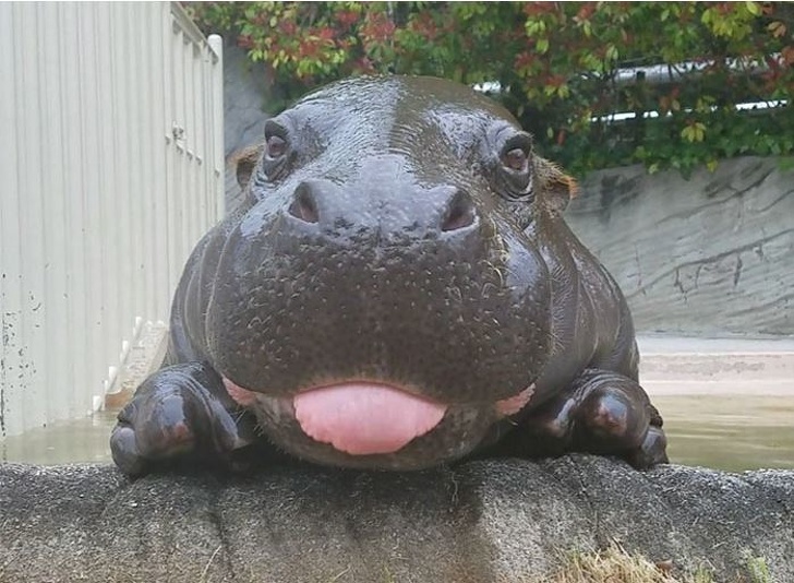 hippo