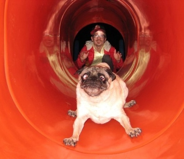 pugs hate slides