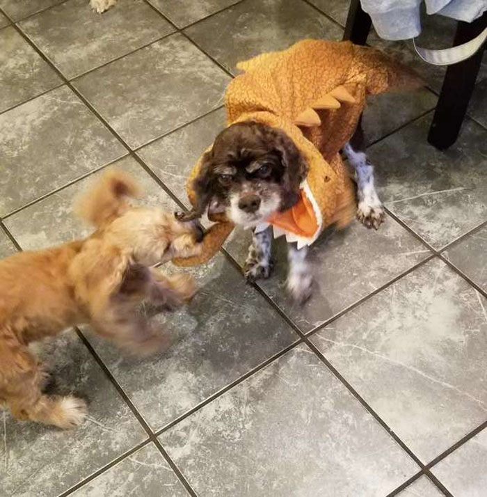 baby foster sister
