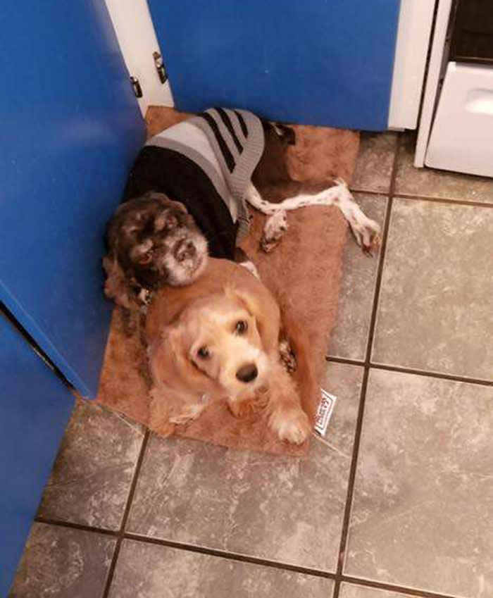 foster sister