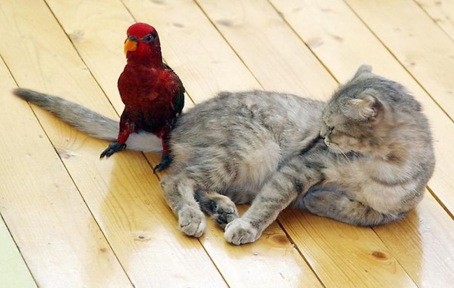 Parrot