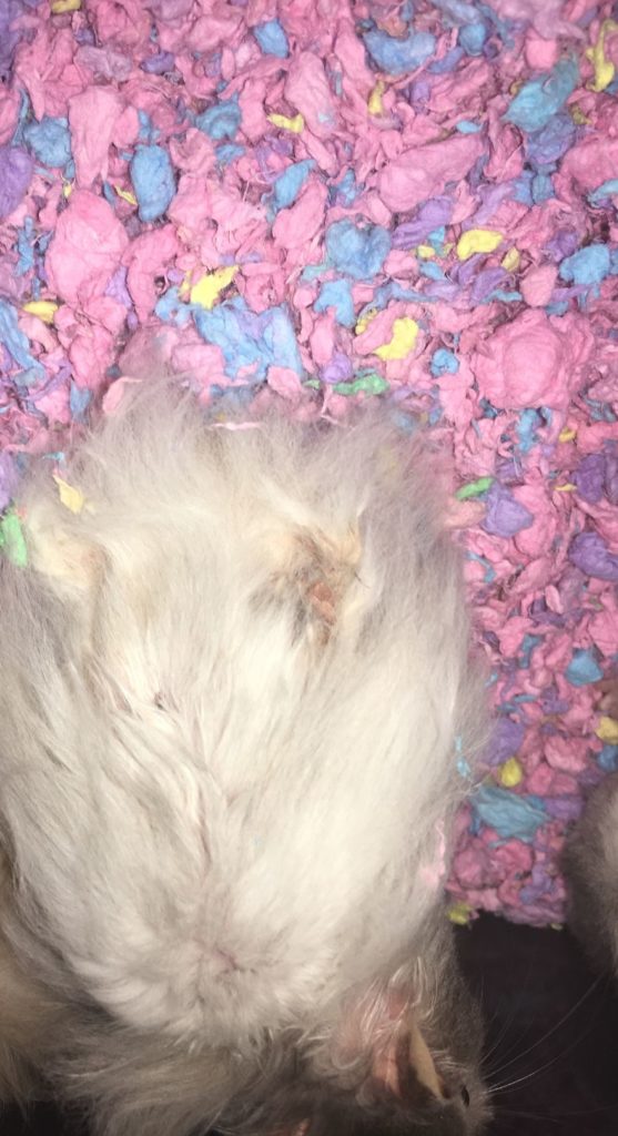 Emily, a 17 years old teen runs a small animal rescue for over sixty animals