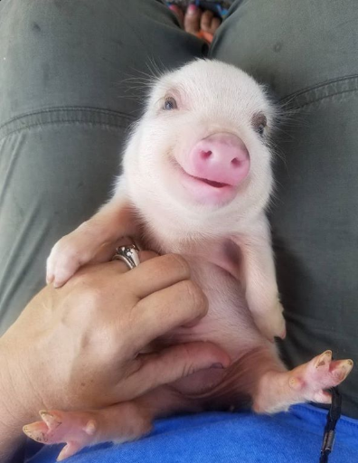 Piggy
