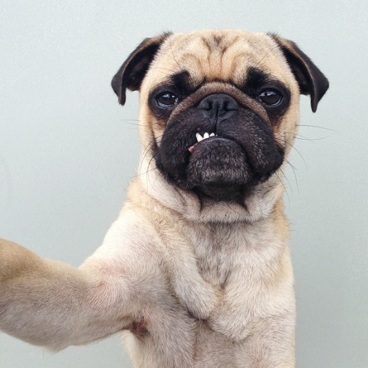 Pug-Fie
