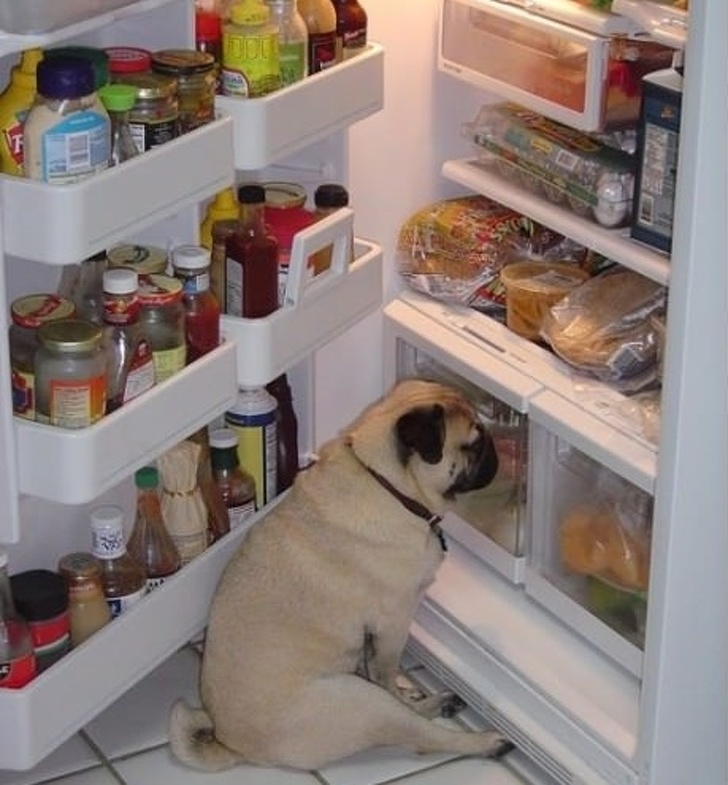 Pug freezer