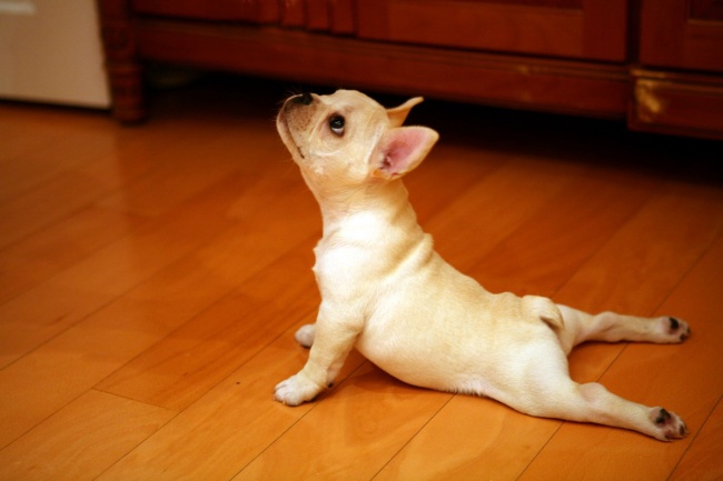 Puppy yoga