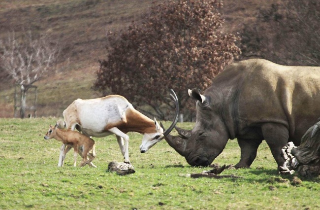 animals