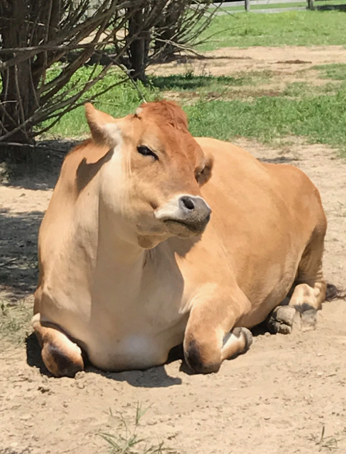 Jersey attitude