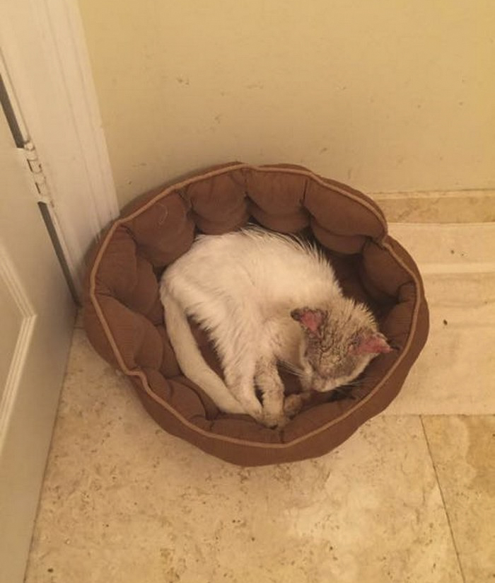 rescue Cotton