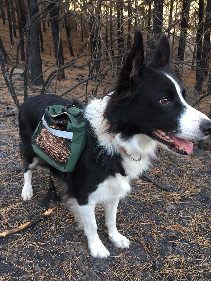 A woman in Chile finds a genius way to restore burnt forests, and all she needs are 3 dogs