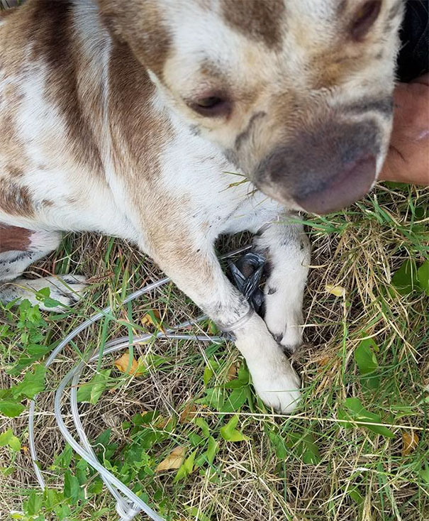 dog mouth