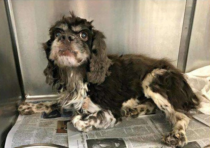 dog