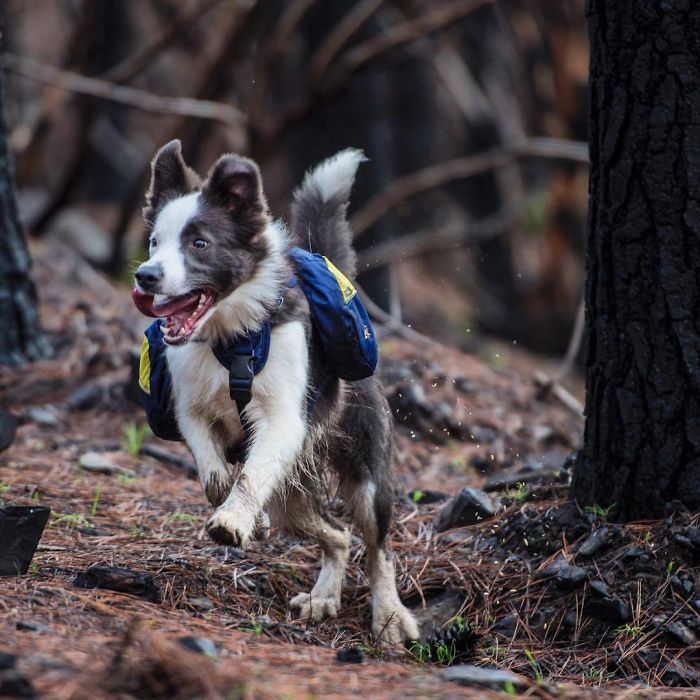 A woman in Chile finds a genius way to restore burnt forests, and all she needs are 3 dogs