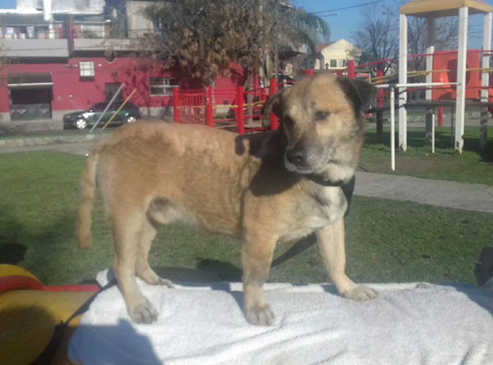 rescued dog