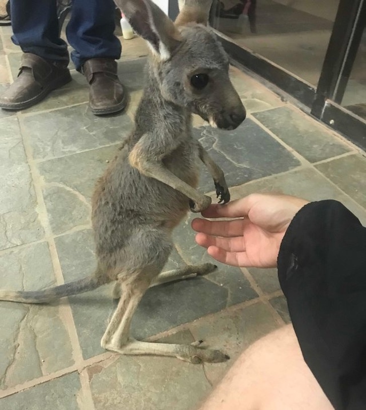 baby kangaroo