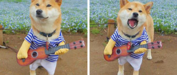 Adorable Reasons to Madly Fall in Love with Shiba Inu Dogs