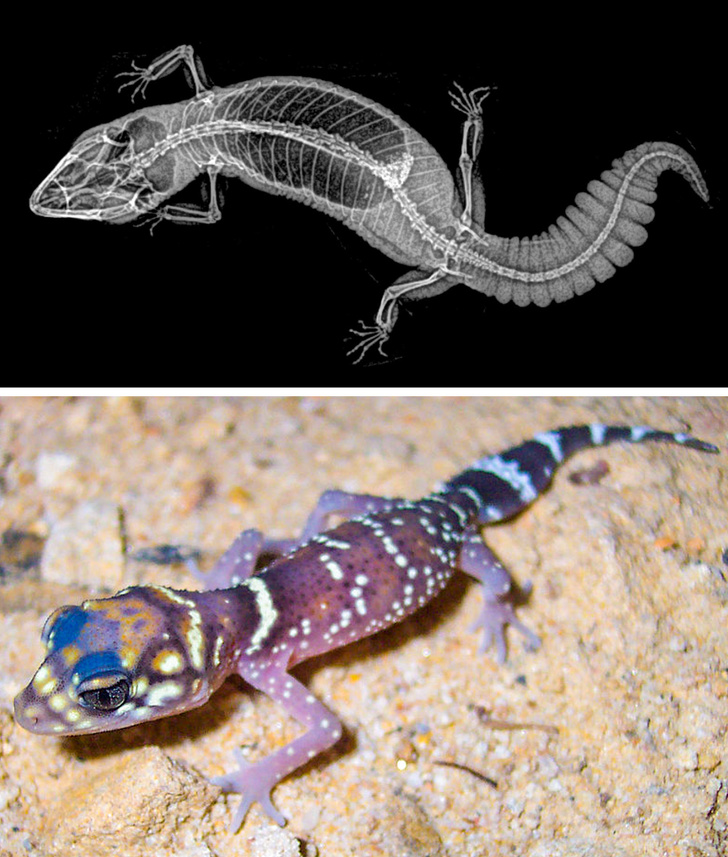 Thick-tailed gecko