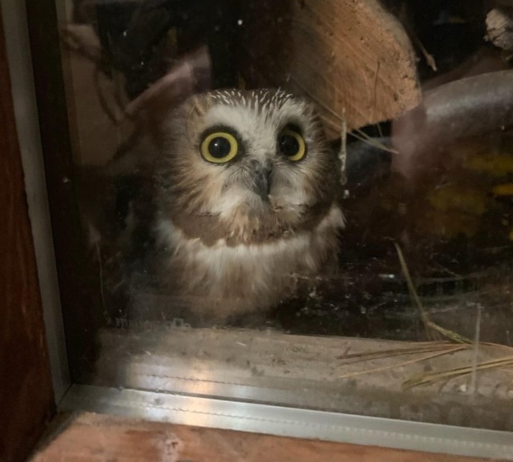 baby owl