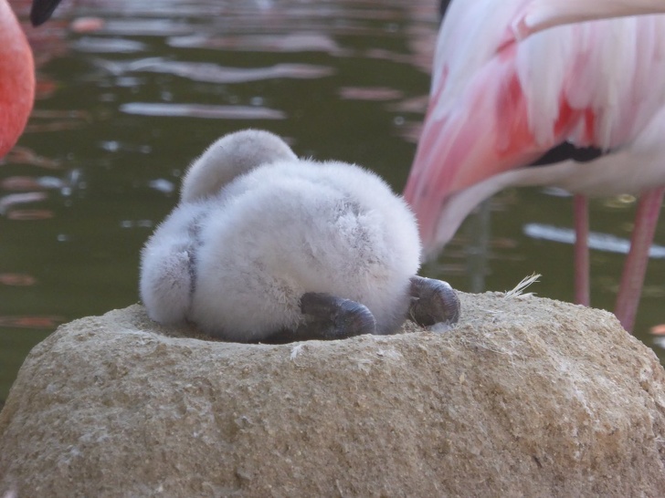 flamingo chick