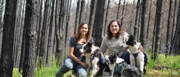 A woman in Chile finds a genius way to restore burnt forests, and all she needs are 3 dogs
