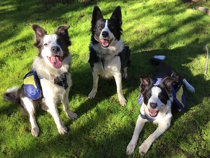 A woman in Chile finds a genius way to restore burnt forests, and all she needs are 3 dogs
