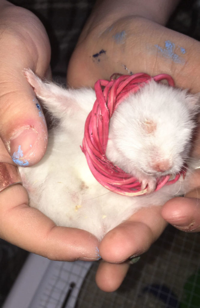 Emily, a 17 years old teen runs a small animal rescue for over sixty animals