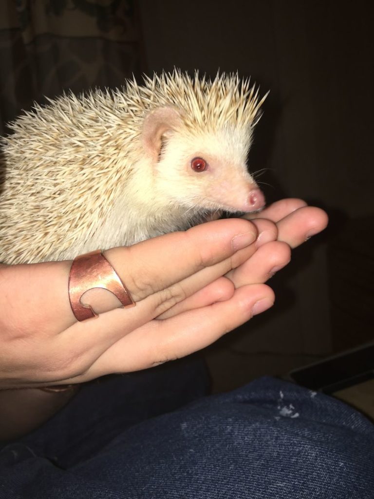 Emily, a 17 years old teen runs a small animal rescue for over sixty animals