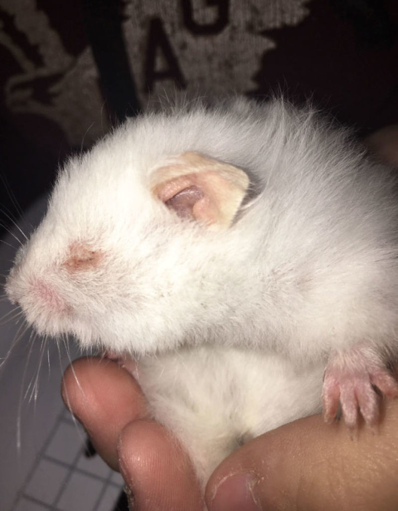 Emily, a 17 years old teen runs a small animal rescue for over sixty animals