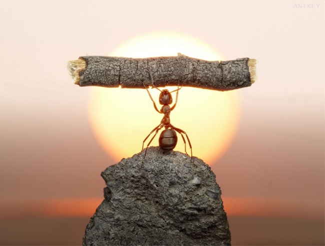 ant