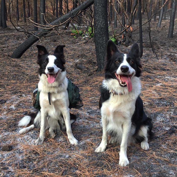 A woman in Chile finds a genius way to restore burnt forests, and all she needs are 3 dogs