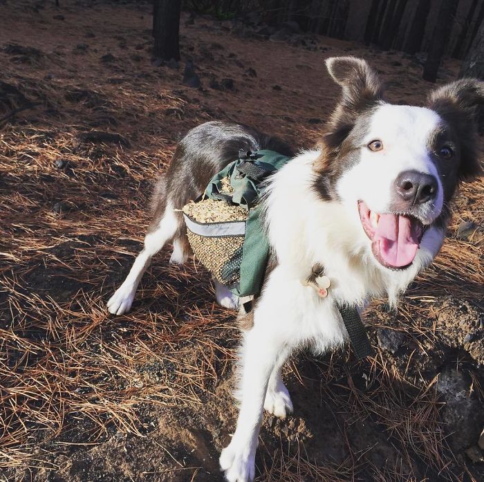 A woman in Chile finds a genius way to restore burnt forests, and all she needs are 3 dogs