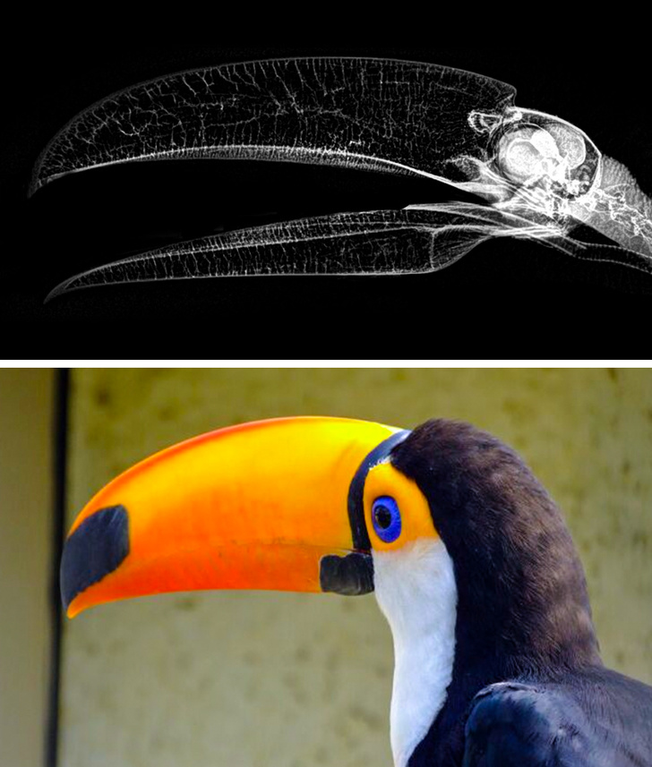 Toucans beak