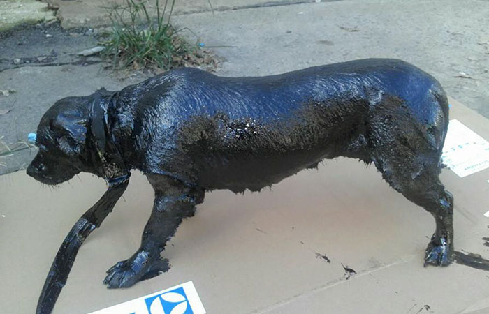 poor dog