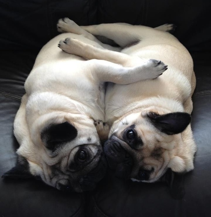 Two pugs