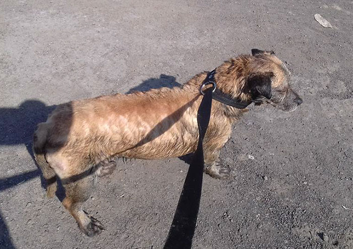 tar on dog