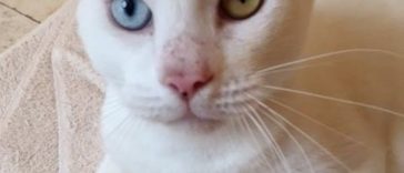 Rescuers surprised after “Blind” Stray Cat after Revealing Incredible Beauty of His Eyes