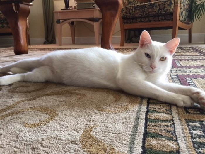 sweet cat