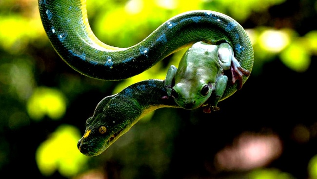 snake