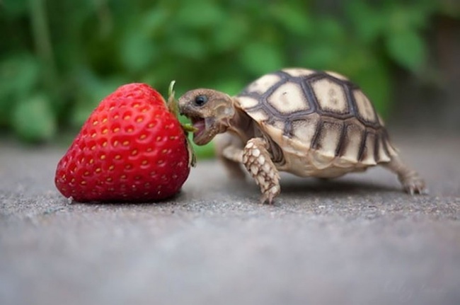 strawberry