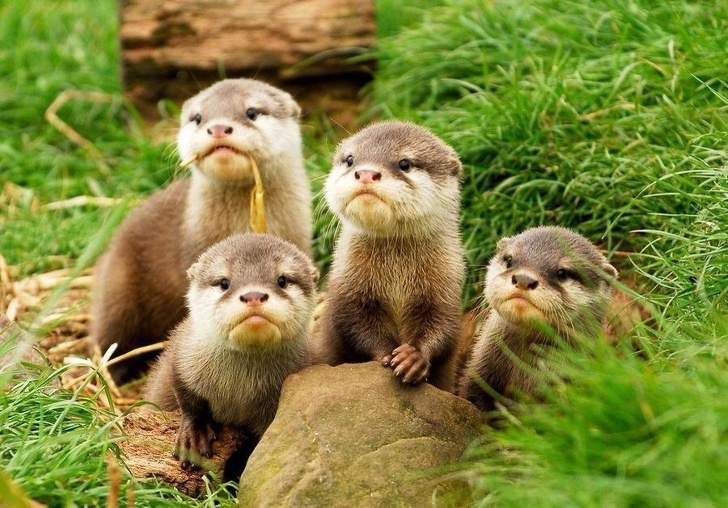 otters
