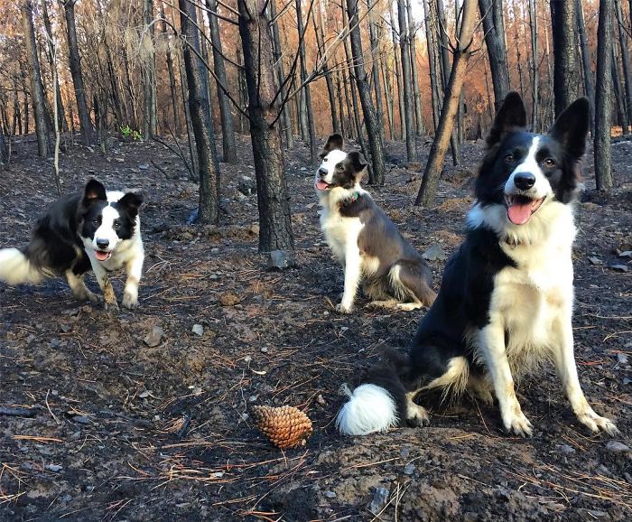 A woman in Chile finds a genius way to restore burnt forests, and all she needs are 3 dogs
