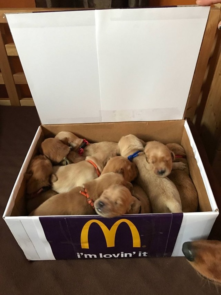 McPupper