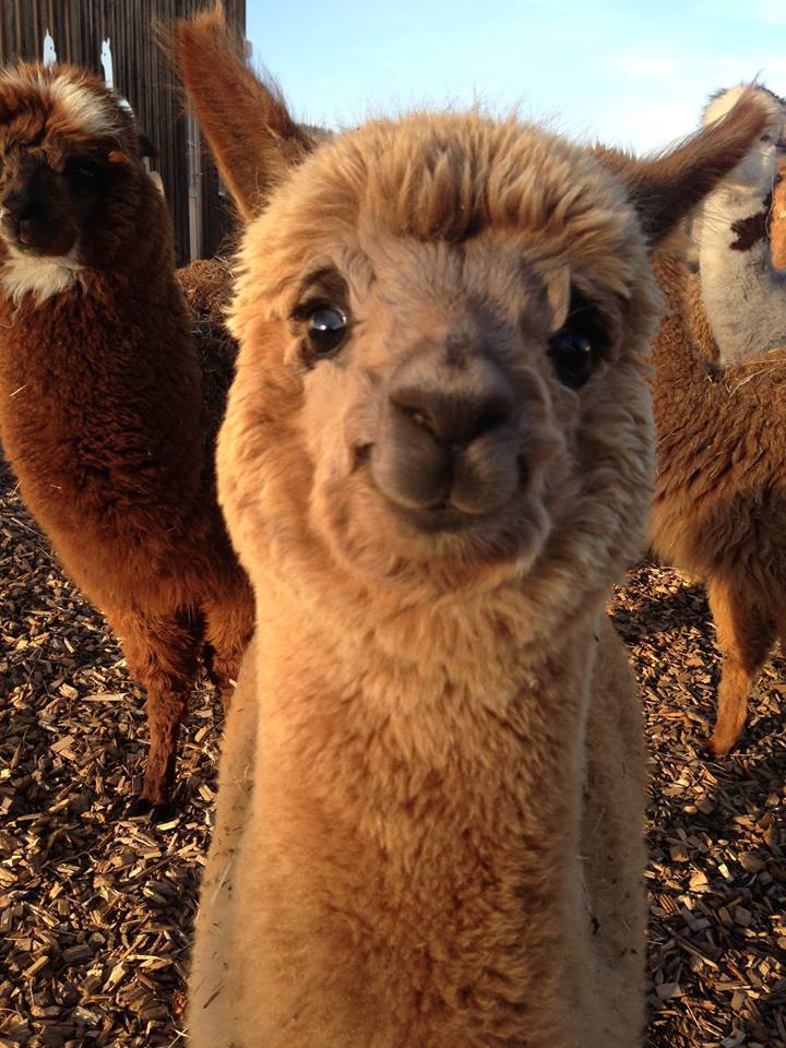 alpaca